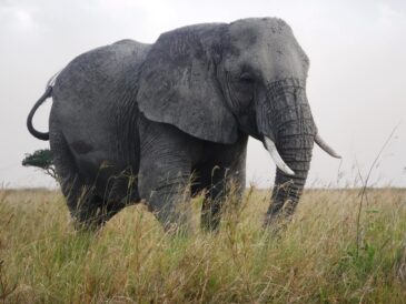 Another elephant, up close and personal. I was safely inside the Land Cruiser. (Lynn R. Blamires, Special to the Daily Herald)